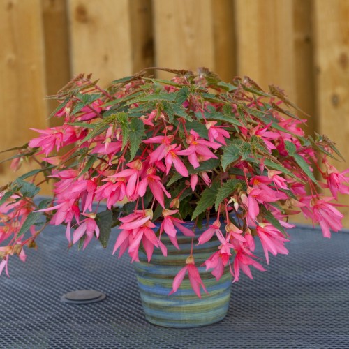 Begonia boliviensis 'La Paz F1 Dark Leaf Rose' - Boliivia begoonia 'La Paz F1 Dark Leaf Rose' P9/0,55L